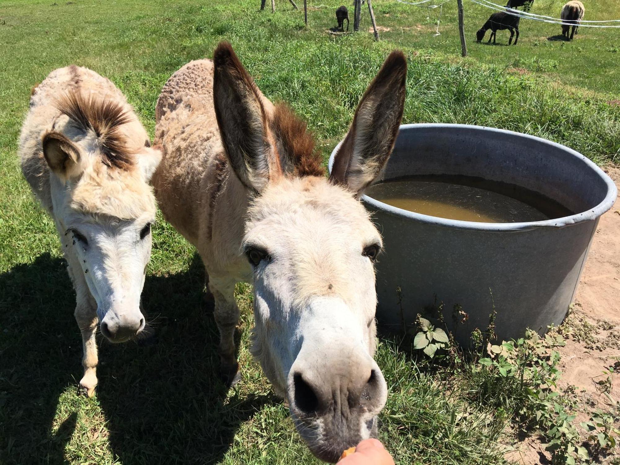 Camping La Ferme De Perdigat Limeuil Zewnętrze zdjęcie